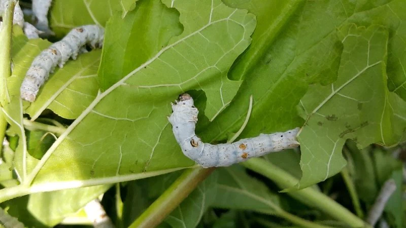 Explore the amazing world of silk worms Explore the amazing world of silk worms